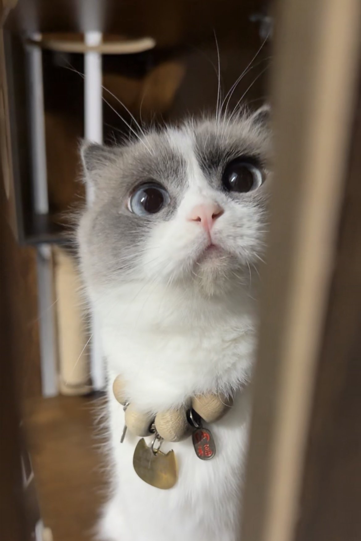 HELLO WORLD
